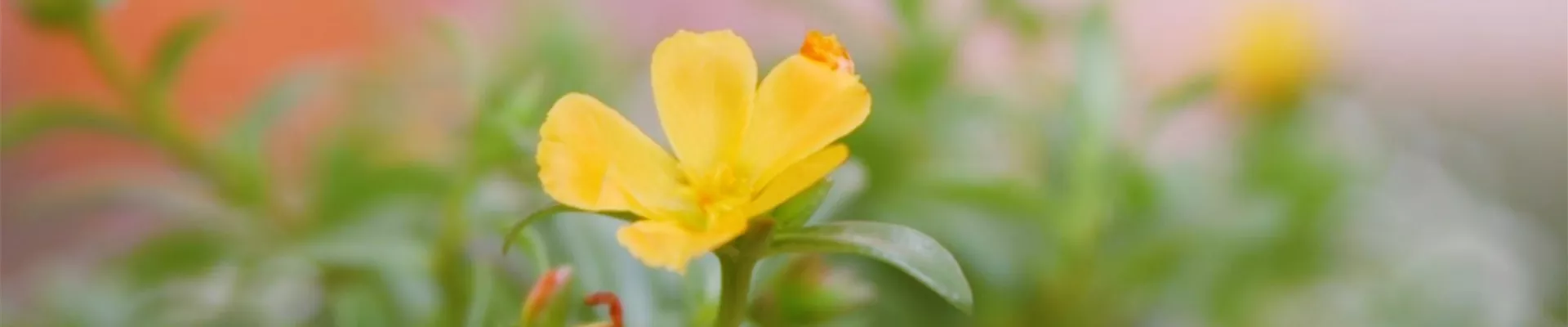 Portulakröschen - Einpflanzen im Garten (Thumbnail) Portulakröschen - Einpflanzen im Garten (Thumbnail)