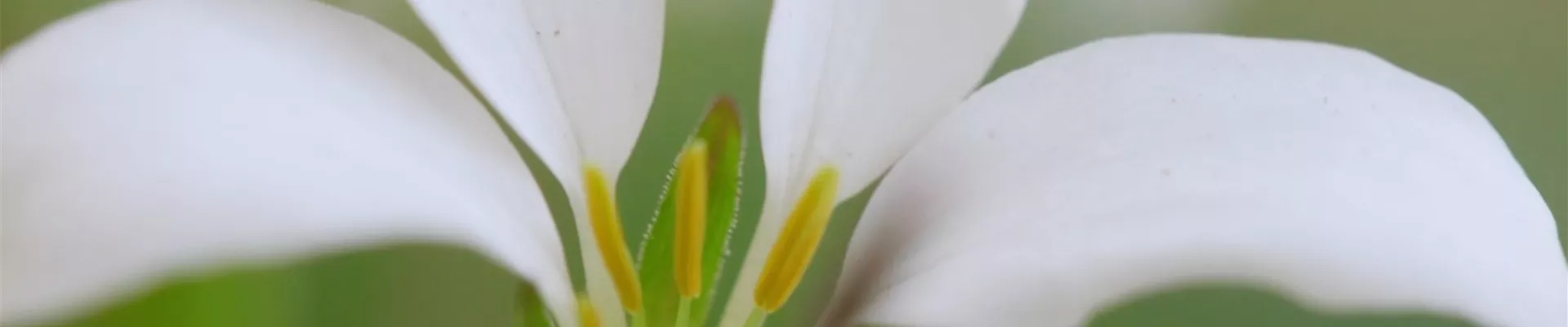 Spinnenblume - Einpflanzen im Garten (Thumbnail) Spinnenblume - Einpflanzen im Garten (Thumbnail)