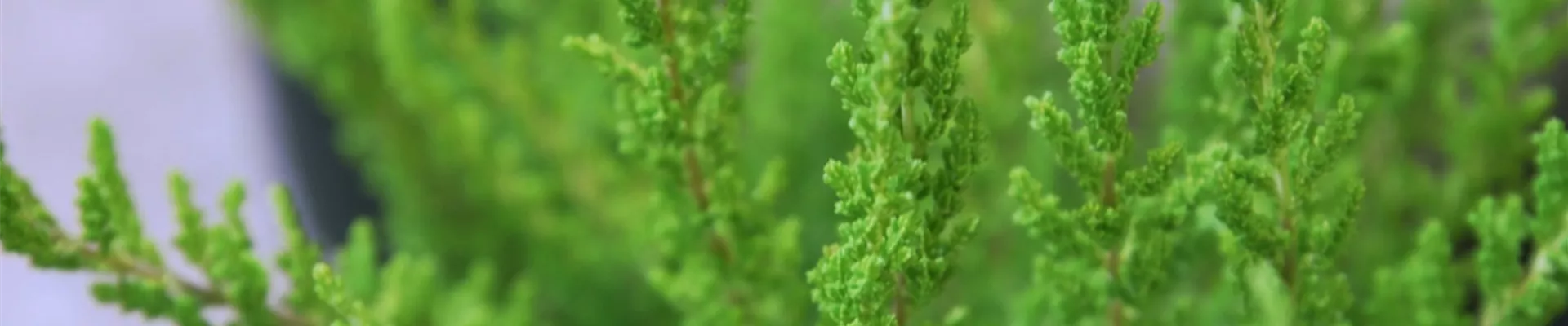 Besenheide - Einpflanzen im Garten (thumbnail) Besenheide - Einpflanzen im Garten (thumbnail)