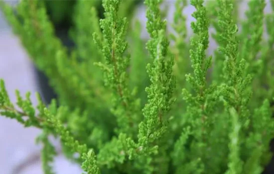 Besenheide - Einpflanzen im Garten Besenheide - Einpflanzen im Garten