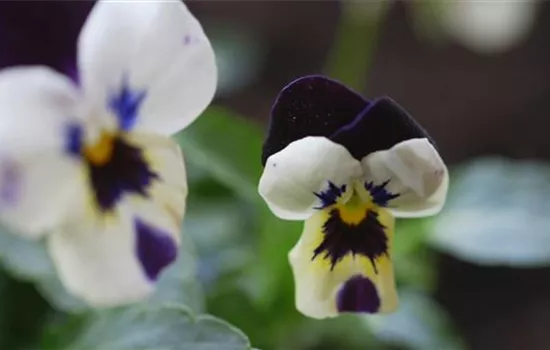 Hornveilchen - Einpflanzen im Garten Hornveilchen - Einpflanzen im Garten