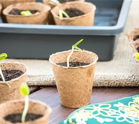 Die 5 besten Tipps für die Anzucht und Erfolg bei der Ernte