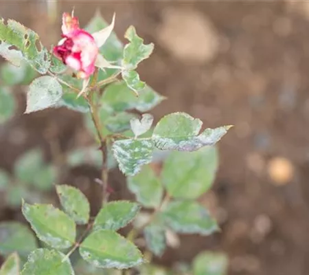 Die häufigsten Pflanzenkrankheiten erkennen und bekämpfen