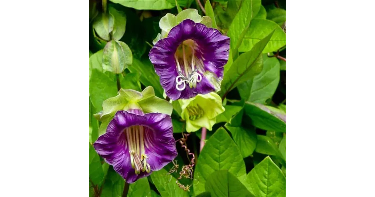 Cobaea scandens, Glockenrebe - Manufaktur fr Grnes | Grtnerei Dorn
