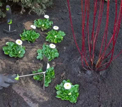 Gänseblümchen - Einpflanzen im Garten Gänseblümchen - Einpflanzen im Garten