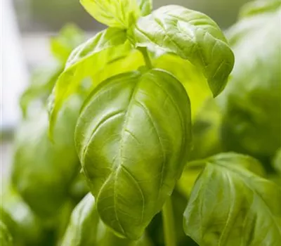 Basilikum