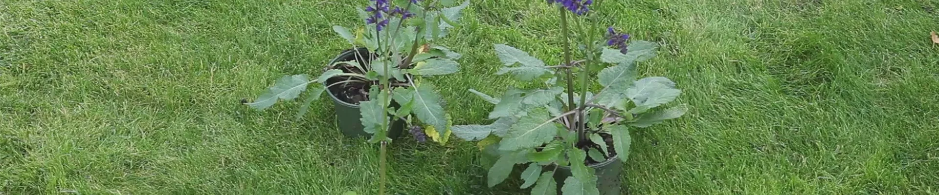 Salbei - Einpflanzen im Garten (thumbnail) Salbei - Einpflanzen im Garten (thumbnail)