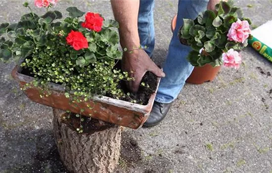 Balkonkasten - Bepflanzen mit mehreren Blumen Balkonkasten - Bepflanzen mit mehreren Blumen
