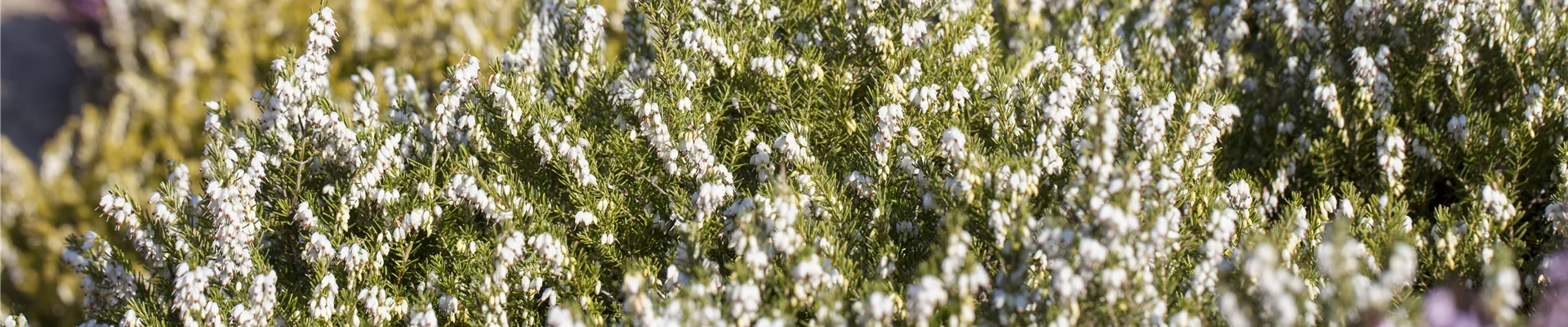 Erica darleyensis 'White Perfection' Erica darleyensis 'White Perfection'